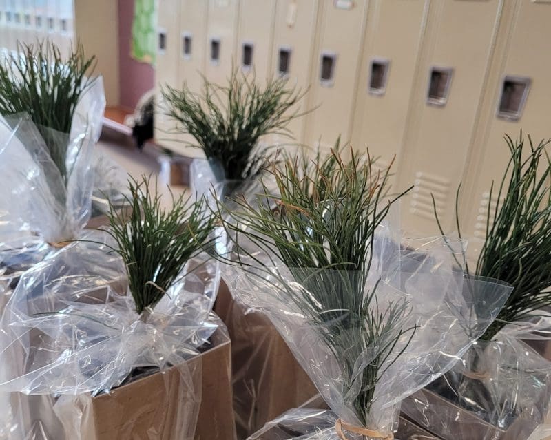 trees-in-cartons